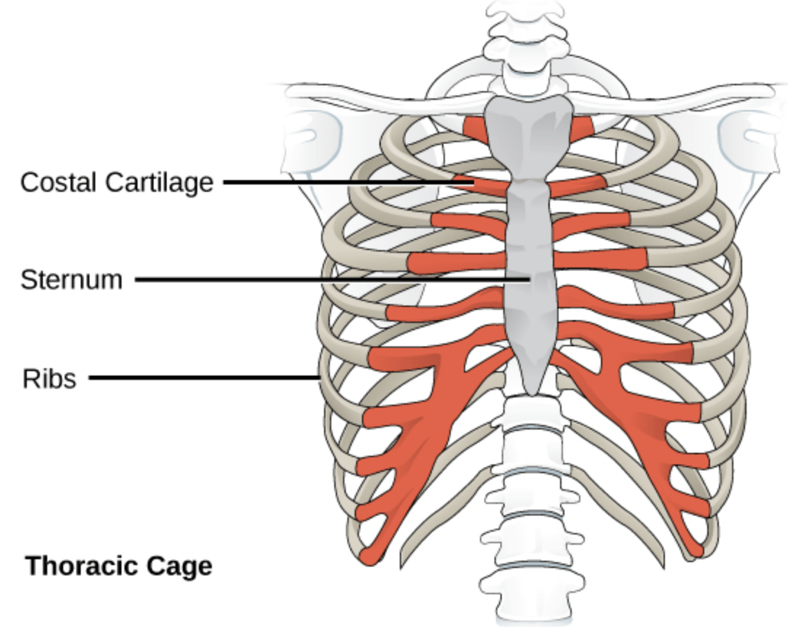 Hypermobility Rib Subluxation: A Practical Guide - The Fibro Guy