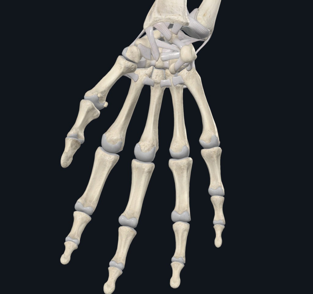 An image of anatomy models right hand showing ligaments